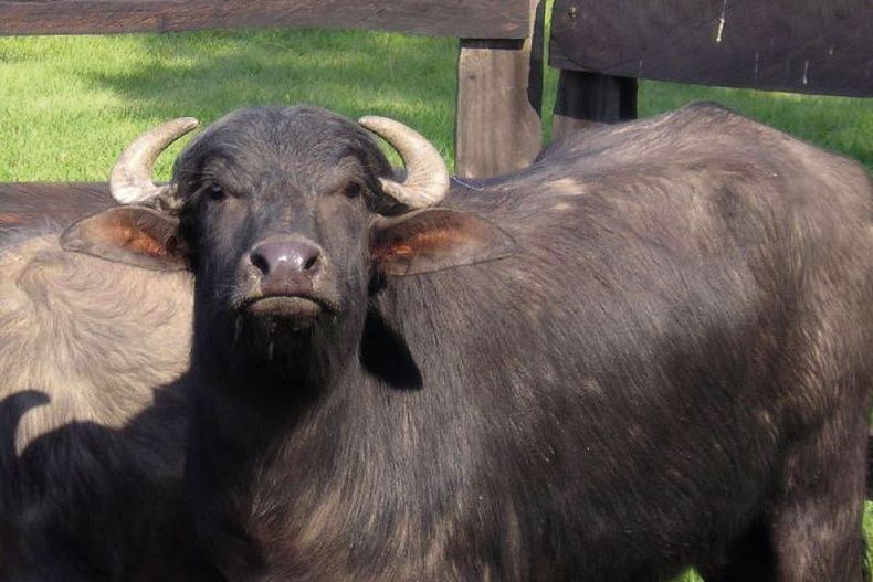 El objetivo de laasociación de búfalos es fortalecer el sector, ponerlo en valor y generar datosconcretos.