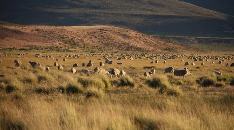 Producción ganadera. Hoy en la provincia de Santa Cruz exiten 2.400.000 ovejas y unos 120.000 vacunos.