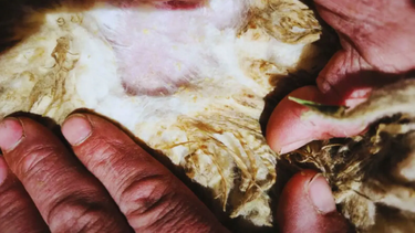 El control de la sarna ovina es clave para la sanidad del rodeo.