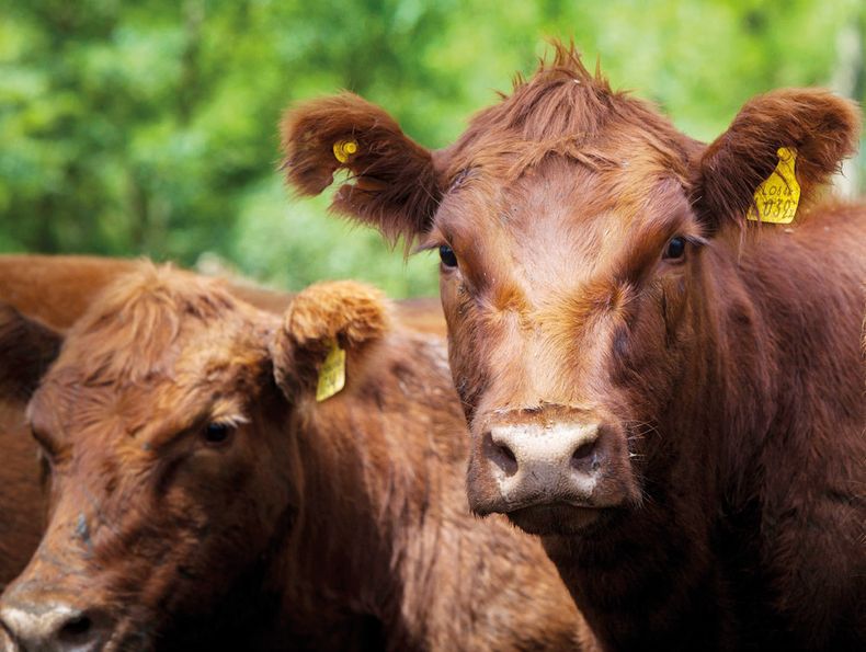 Todo bovino o bubalino que se movilice dentro del territorio nacional deberá estar vacunado contra la fiebre aftosa.&nbsp;