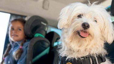 Garantizar el Bienestar animal durante los viajes es fundamental para la seguridad de las mascotas y sus dueños en la ruta.