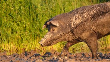 Especies invasoras. La proliferación del jabalí impacta en el ambiente y en la producción agropecuaria.
