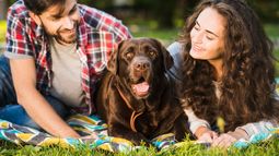 Los perros ocupan un lugar central en los hogares argentinos. Los perros ocupan un lugar central en los hogares argentinos.
