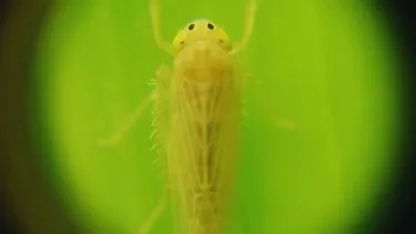 El objetivo de acumular datos, información y conocimiento de la chicharrita que permita, en un futuro, estimar el riesgo epidemiológico.&nbsp;