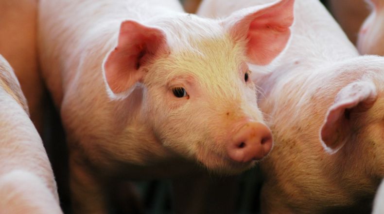 El plan que se pretende aplicar busca frenar los brotes de Aujeszky y las pérdidas productivas y económicas.