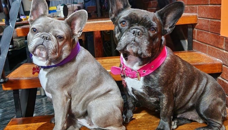 Los documentos de los animales de compañía deben dar cuenta de que están clínicamente sanos.