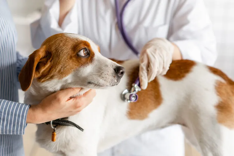 La inteligencia artificial avanza en el diagnóstico veterinario, mejorando la salud cardíaca canina.