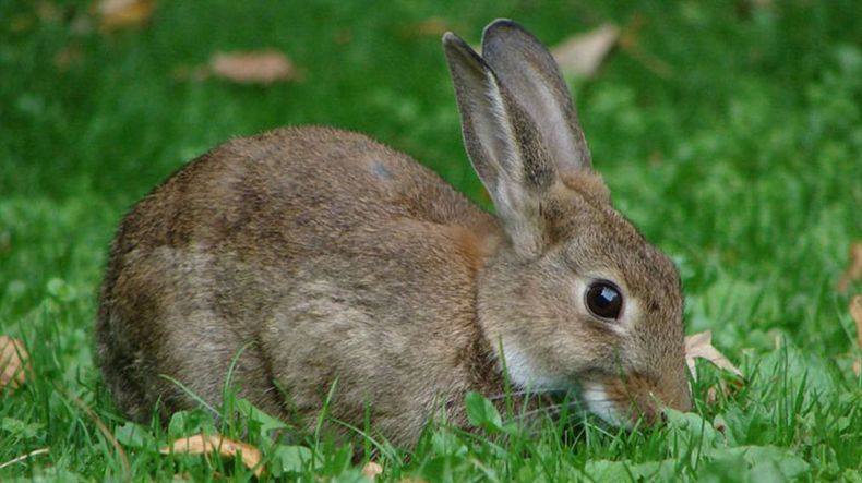 El conejo, una de las especies invasoras que representan un riesgo ambiental y sanitario.