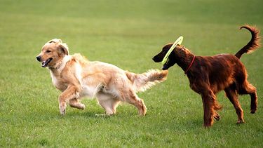 Universo perro: solo en Buenos Aires se estima que ya son cerca de 490.000 los caninos en hogares. 