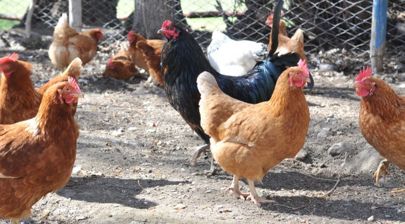 Estas vacunas actúan para que el sistema inmunitario las reconozca como antígenos y provocar la respuesta inmunitaria.