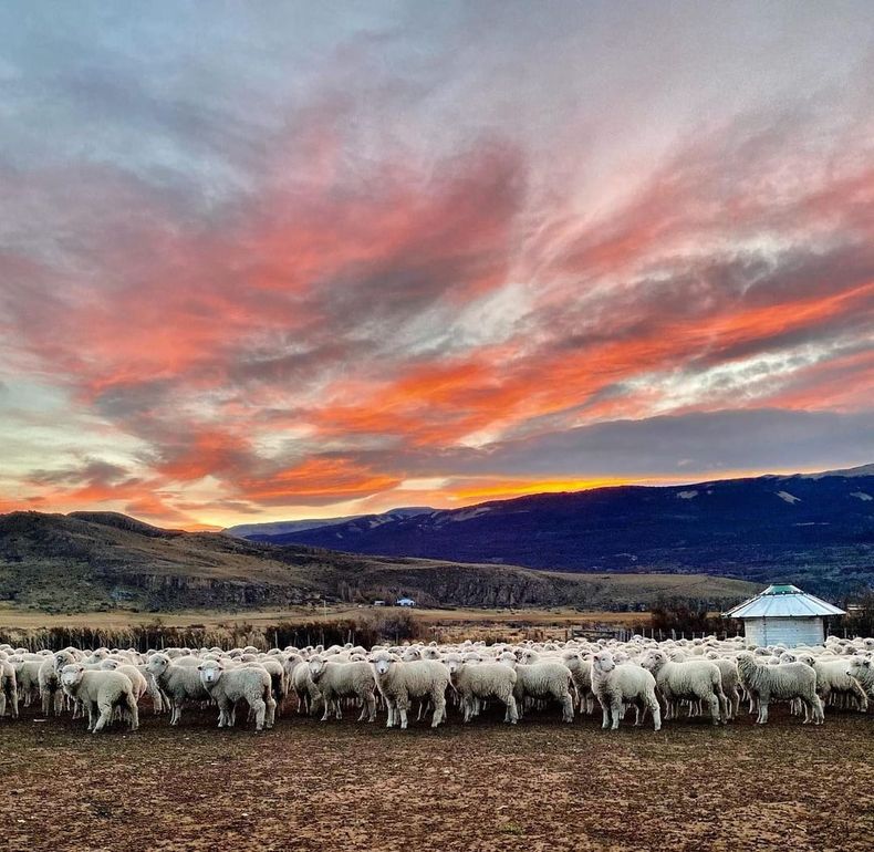 Recomendaciones del Senasa para el bienestar animal.&nbsp;