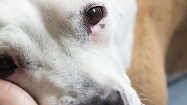 La salud urinaria protege el bienestar del perro.