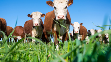 El distrés es unestrés que no lo puede manejar el animal y que afecta directamente su salud.