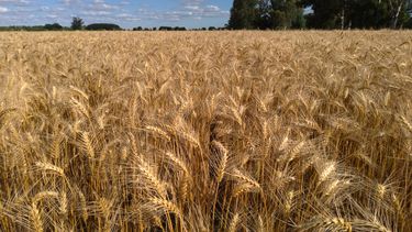 Trigo. La Asociación Civil Fertilizar estimó que este año el consumo de fertilizantes podría crecer entre un 10% a 11% respecto del año pasado.