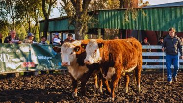 El avance en genética bovina es clave para la productividad y sostenibilidad de la ganadería en la Mesopotamia argentina.