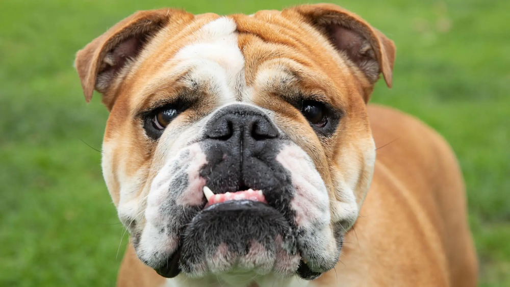 Perros con cara plana, una moda que involucra cada vez a más razas. Perros con cara plana, una moda que involucra cada vez a más razas.