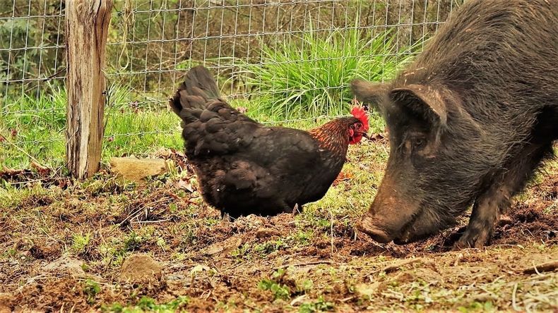 USDA informó que el cerdo con influenza aviar estaba en contacto con aves de corral infectadas.