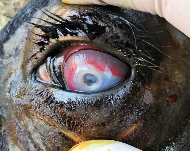 La queratoconjuntivitis no es una novedad, pero sí un desafío recurrente.