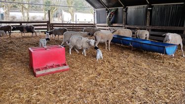 Sistema cama profunda para mitigar las pérdidas de corderos durante el periparto.