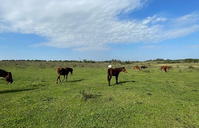 En el predio de la Fundación Libre Relincho hay 9 equinos en rehabilitación.