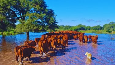 INTA y el manejo ganadero ante excesos hídricos por El Niño.