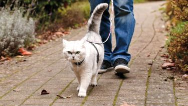 Gato y alergias: cómo prevenirlas.