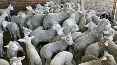 Novedades en ovinos.&nbsp;