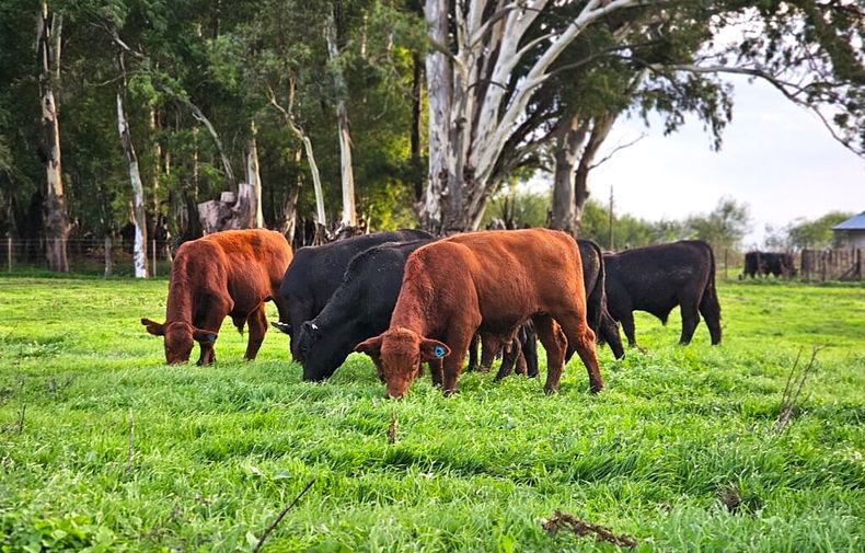 Se plantearán herramientas para capitalizar este momento de la ganadería.