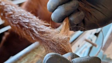 Simple y no invasiva. Así es la toma de muestras de los veterinarios para enviar a Estados Unidos.