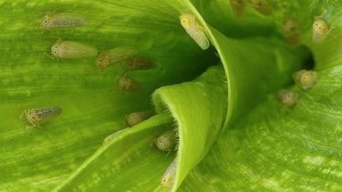 La información de los monitoreos permitirá conocer qué cantidad de chicharrita hay por planta de maíz.