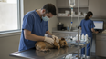 Urgencias veterinarias: pensar antes de actuar mejora la atención.