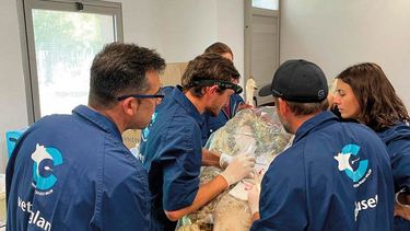 Biotecnologías reproductivas en el INTA.&nbsp;&nbsp;