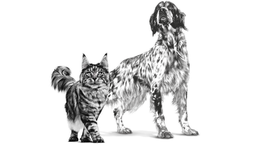 La nueva gama de alimentos de Royal Canin está diseñada para el bienestar de perros y gatos.
