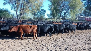 El IPCVA busca las buenas prácticas sanitarias en los campos de cría e invernada.
