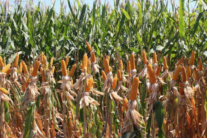 Análisis de mercados agrícolas.