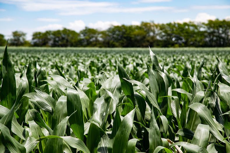 En Argentina, la producción de maíz alcanza sólo el 53% del rendimiento potencial, y la principal razón es el bajo nivel de aplicación de nutrientes.&nbsp;