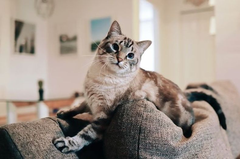 Los datos demuestran que la industria de los animales de compañía se mantuvo fuerte desde 2009 a pesar de los desafíos económicos.