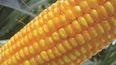 La innovación en el maíz genéticamente modificado impulsa la eficiencia y sostenibilidad de la producción agrícola argentina.
