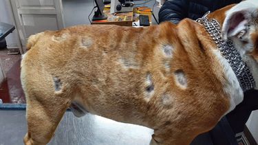 “Los tratamientos están en los libros, pero hay que lograr llegar al diagnóstico veterinario acertado”