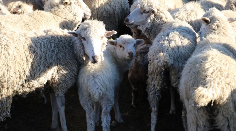 Senasa brindó recomendaciones clave para frenar la sarna ovina.