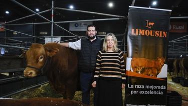 La genética Limousin, una herramienta probada para la producción eficiente de carne de calidad en Argentina.