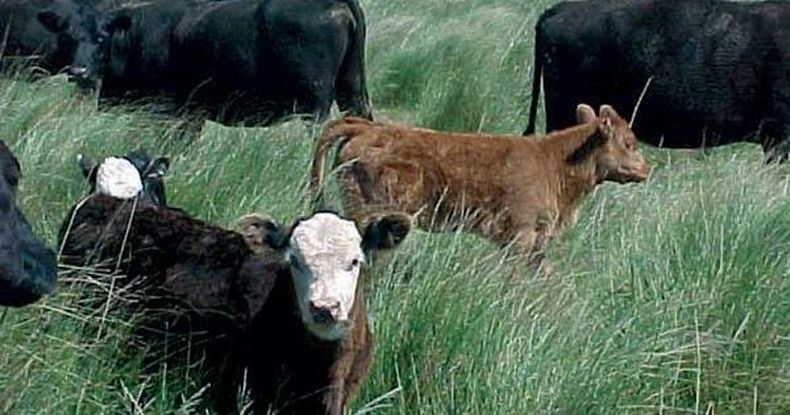La ganadería regenerativa es clave para la producción sustentable y la salud del suelo, impulsando un futuro más verde para el sector.