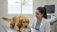 La innovación en nutrición veterinaria canina avanza con opciones de dietas frescas, mejorando la salud y bienestar de los perros.