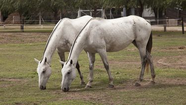 La norma del Senasa abarca enfermedades de pequeños rumiantes, equinos y porcinos, entre otros.