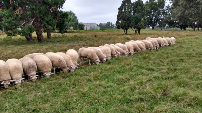 Destaraon la necesidad de adecuar alcircuito de faena para sumar a la actividad con ovinos.