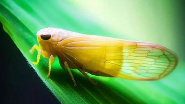 Especialistas recomiendan que hay que adoptar medidas para que la chicharrita del maíz no se dispare.