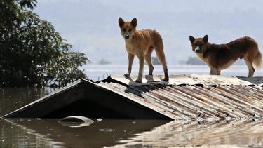 Veterinarios y un rol clave en emergencias.