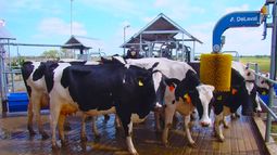 Las tecnologías inteligentes reportan múltiples beneficios dentro del tambo. Las tecnologías inteligentes reportan múltiples beneficios dentro del tambo.