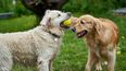 Cuidados preventivos en geriatría veterinaria para animales de compañía.