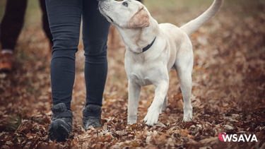 Los veterinarios hablan sobre las modificaciones del comportamiento animal, los métodos de entrenamiento y la capacidad de expresar comportamientos específicos de cada especie.